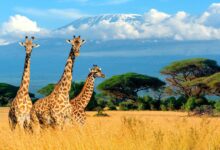 Requisitos para viajar a Sudáfrica desde Perú