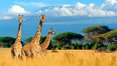 Requisitos para viajar a Sudáfrica desde Perú