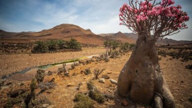 Requisitos para viajar a Yemen